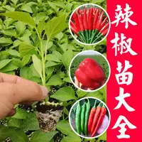 山东寿光辣椒苗大全薄皮螺丝尖椒朝天美人椒辣妹子青椒甜椒秧苗子