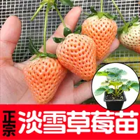 寿光正宗淡雪草莓苗秧带土带盆红颜章姬天使白雪红白奶油草莓盆栽