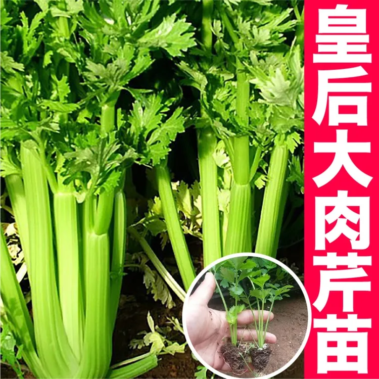 寿光皇后大肉芹菜秧苗高产脆嫩西芹根芹红芹四季阳台盆栽苗带土球
