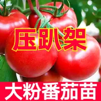 沙瓤很甜压趴架大粉番茄秧苗高产粉冠西红柿圣女果四季盆栽带土球