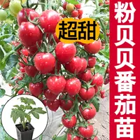 超甜粉贝贝番茄苗秧西红柿圣女果四季盆栽春秋高产阳台粉贝拉高产