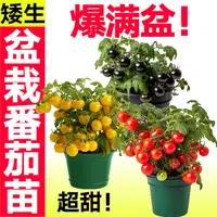 寿光超甜矮生红黄黑盆栽樱桃番茄苗秧带土球盆栽西红柿圣女果阳台