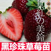 山东寿光黑珍珠草莓苗秧带土带盆真红美铃红颜白雪红白草莓苗盆栽