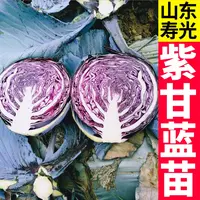 山东紫甘蓝苗秧带土球绿甘蓝铁头包菜春秋四季阳台盆栽耐寒抗病苗