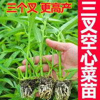 更高产三叉空心菜秧苗春秋四季盆栽柳叶空心菜多次采收蔬菜苗种植