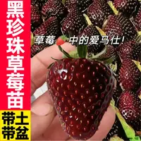 当年对版盆栽草莓苗新苗带土盆红白黑草莓秧丹东红颜天使淡雪大苗