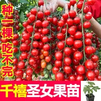 盆栽超甜千禧圣女果苗秧带土球金玲珑黑珍珠樱桃番茄种子四季寿光