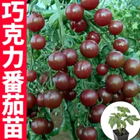 巧克力番茄秧苗蔬菜苗黑珍珠红千禧樱桃西红柿圣女果四季盆栽种植