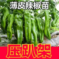 薄皮辣椒秧苗压趴架青椒四季阳台盆栽春秋蔬菜种苗线椒杭椒穴盘苗