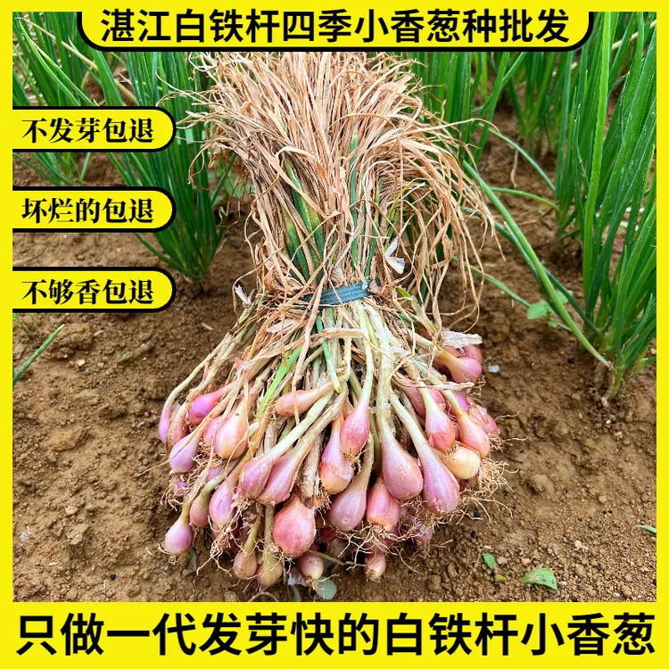 白铁杆四季小香葱葱头种子批发蔬菜种子5到7天发芽不发芽包赔包退