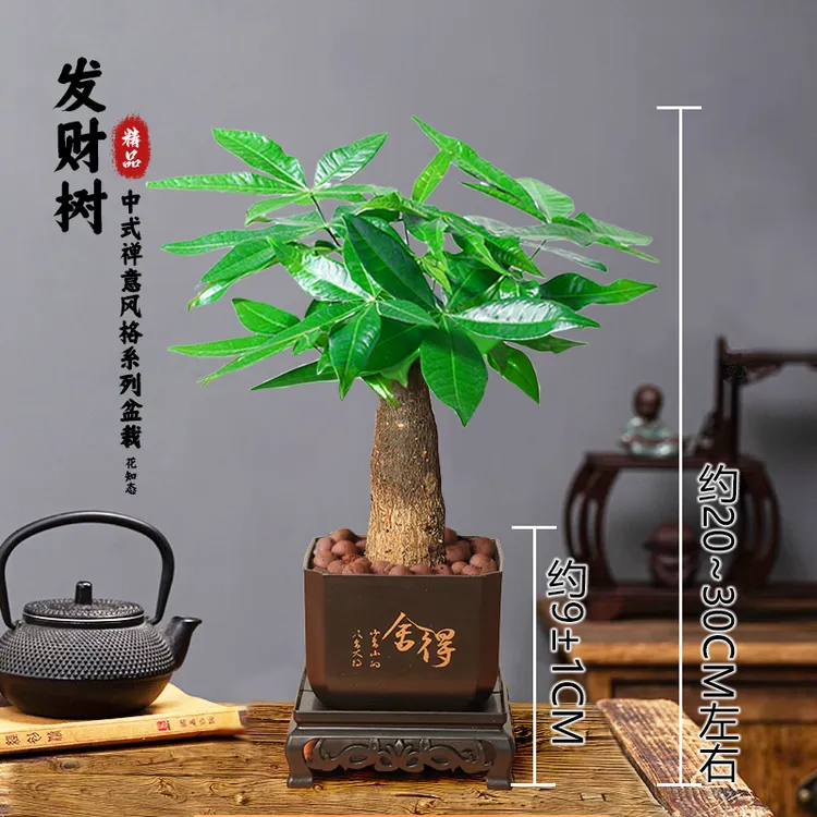 【发财树】20-30cm室内好养护懒人桌面古风盆栽花卉绿植物观叶耐旱