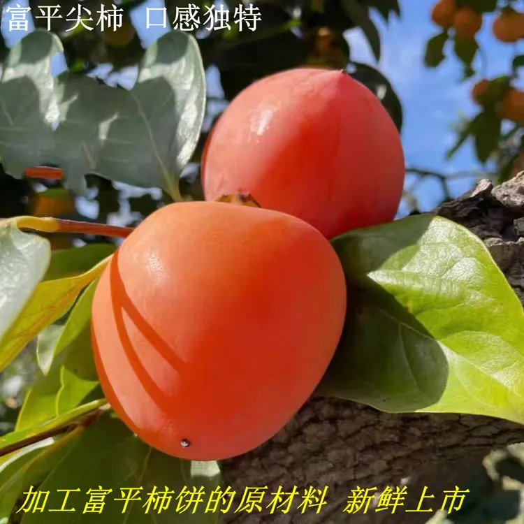 【放软可食】富平新鲜尖柿子应季水果柿饼原材料