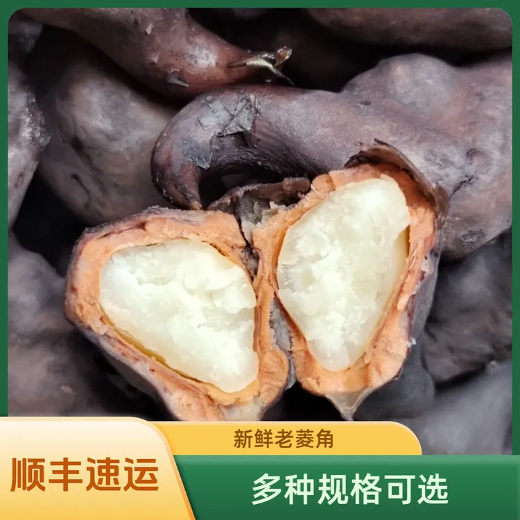 青黑皮菱角老菱果洪湖菱角新鲜粉糯莲角菱角果湖北特产棱角现采
