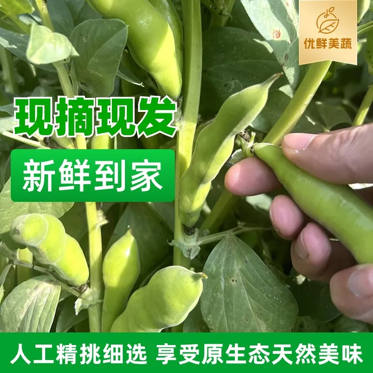 【带壳蚕豆+保鲜发货】新鲜云南高山蚕豆胡豆罗汉豆包邮农家自种