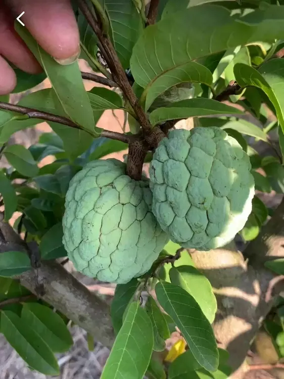 包邮土番苗樟林林檎苗阳台盆栽庭院楼顶地栽自粉自结带土带叶发货