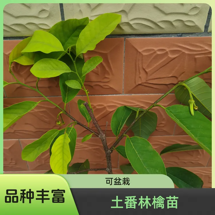 包邮土番林檎苗新品泰国大目凤梨释迦阳台盆栽庭院楼顶自花自粉