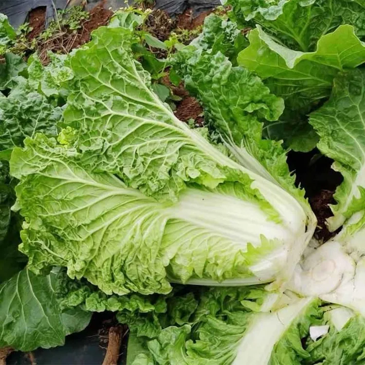 贵州火锅麻叶菜当季大白菜青菜绿色新鲜无筋火锅菜时令鲜蔬