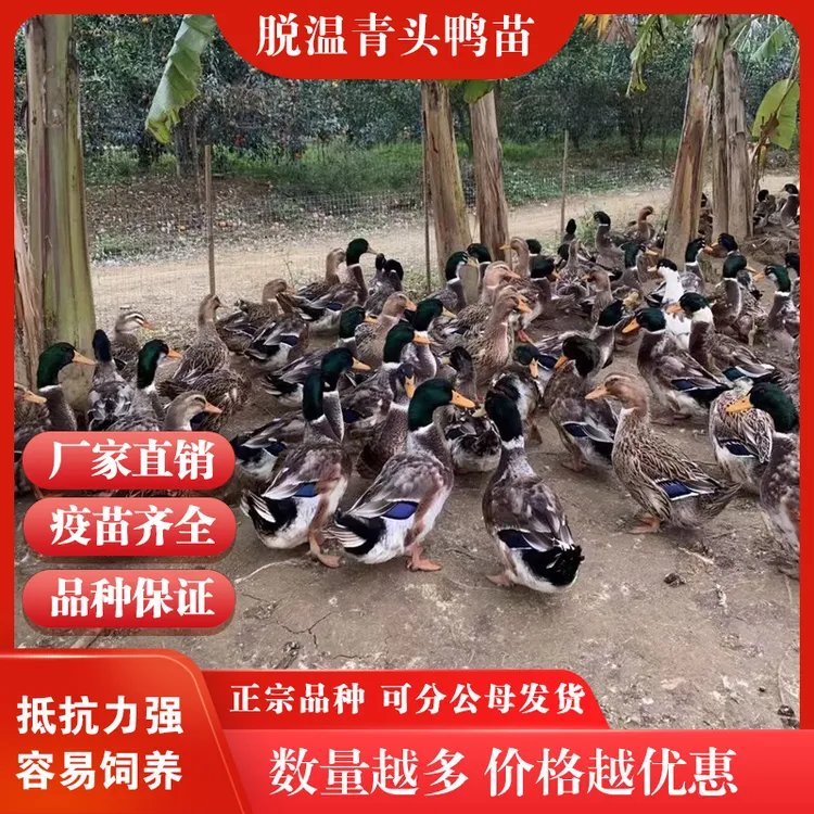 【8只装】脱温大种青头鸭苗麻鸭苗水鸭苗旱鸭子小鸭子活苗批发零售