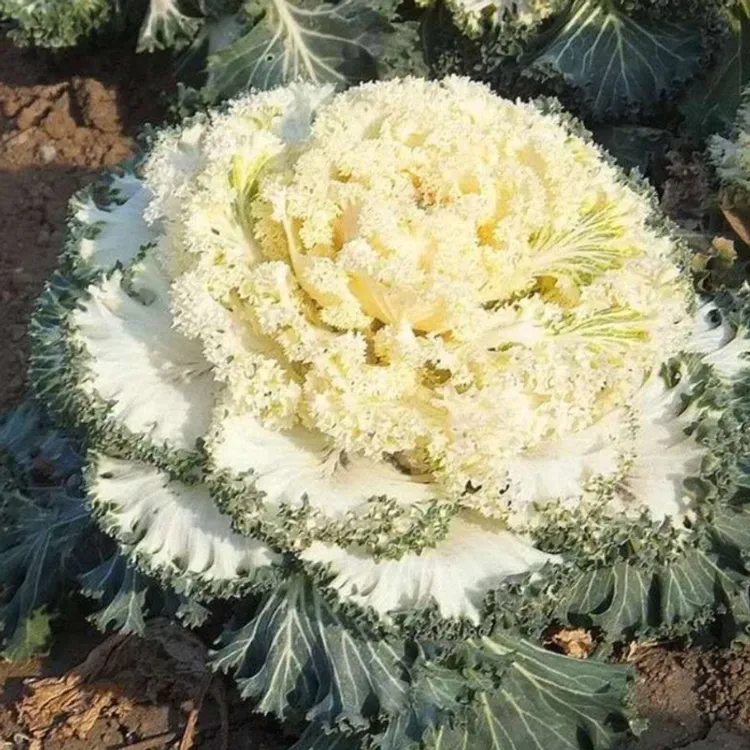 彩衣甘蓝种子混色羽衣甘蓝多年食用观赏紫色蔬菜阳台四季盆栽花卉