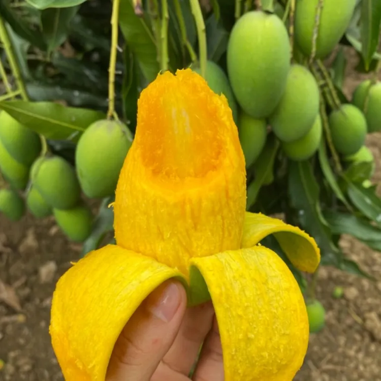 临沧永德老品种三年芒熟果新鲜采摘2500g