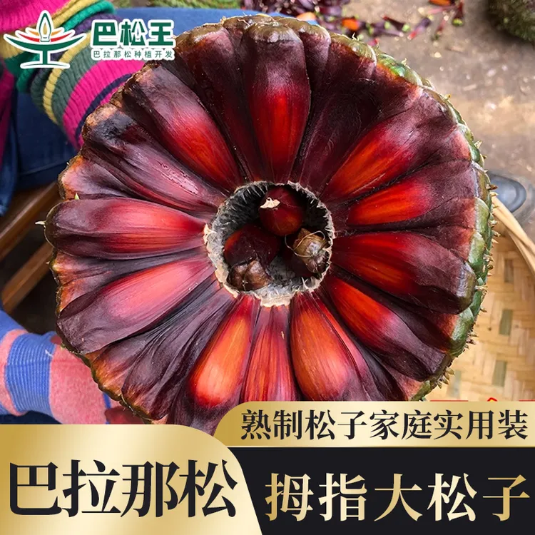 【巴拉那松子】 达人云南巴拉那松熟制即食松子带壳罐装非落水松