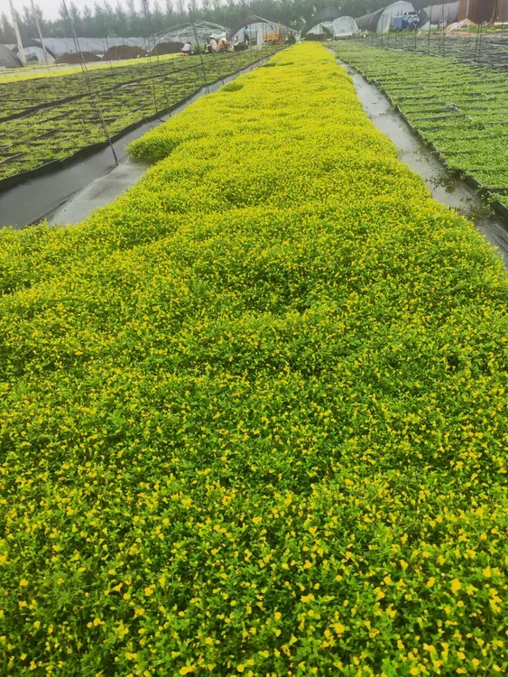 金莎蔓姬岩垂草佛甲草花园庭院别墅花期长多年生花卉地被花境植物