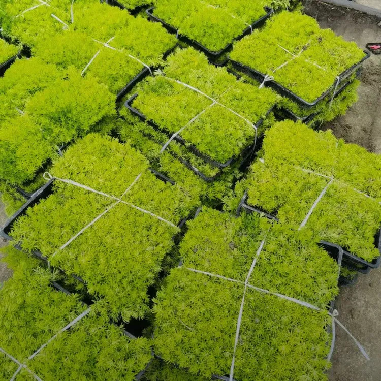 佛甲草多肉草坪绿植耐热耐寒室外地栽阳台庭院四季好养薄雪万年草