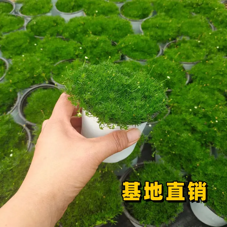 爱尔兰珍珠草多年生苔藓石竹草坪庭院花园盆栽绿植花卉耐寒耐热花