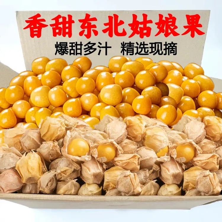 网红贵族水果姑娘果鲜甜产地发货多汁香甜鲜小金豆包赔灯笼果