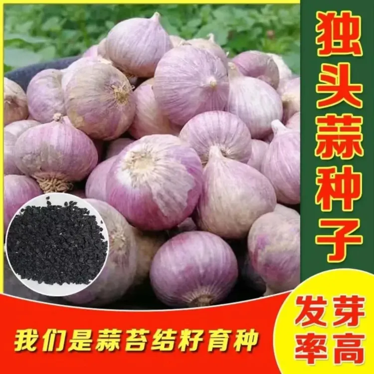 不生虫菜种子农家独头蒜种子红皮四季紫皮大蒜苗种籽种植蒜苔盆栽