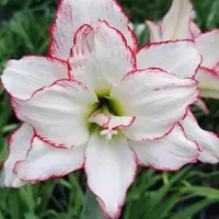 【索菲亚～重瓣】日朱 朱顶红种球苗
