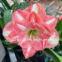 【童话故事～重瓣】荷兰朱顶红种球 室内叶子老根种植原生