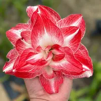 【绝妙～重瓣澳洲】朱顶红种球球苗室内浇水老根种植原生北方采收