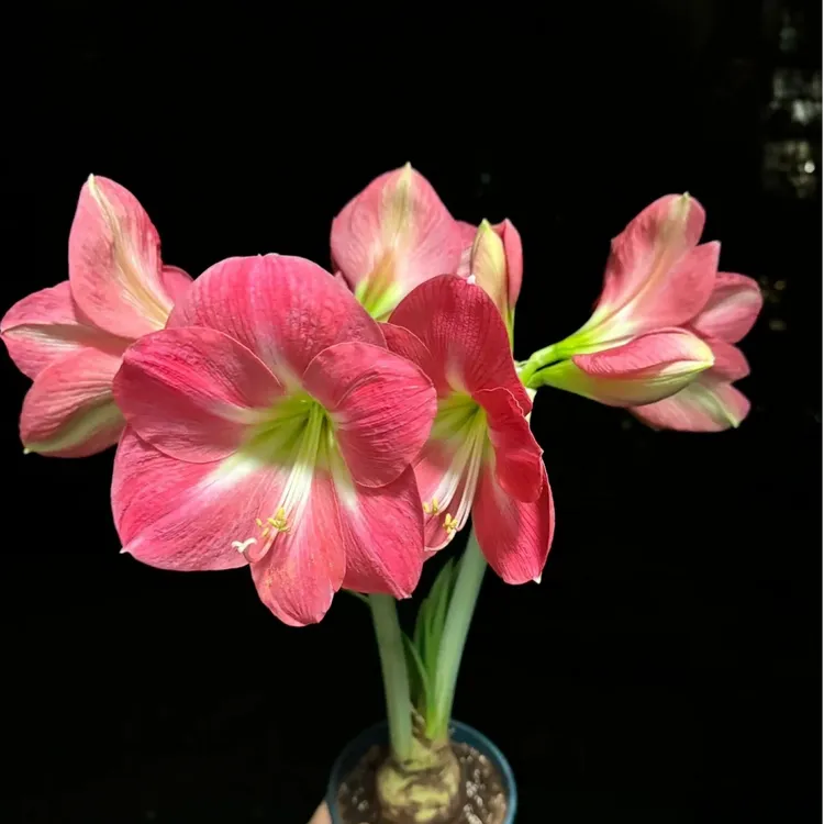 【a好望角～单瓣】秘鲁朱顶红 种球室内浇水低温种植原生北方根系