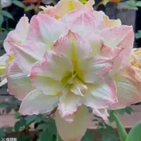 【自然球北极铃声～新品重瓣】荷兰朱顶红种球苗