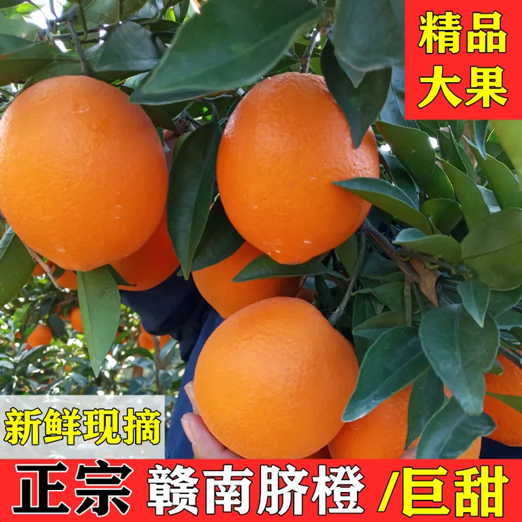 正宗赣南脐橙10斤橙子应当季水果新鲜现摘赣州果冻橙冰糖甜橙包邮