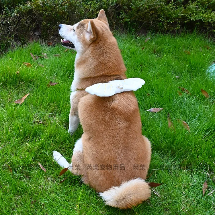 网红宠物饰品小天使翅膀柯基法斗咪柴犬拍照抖音黑柴摄影用品