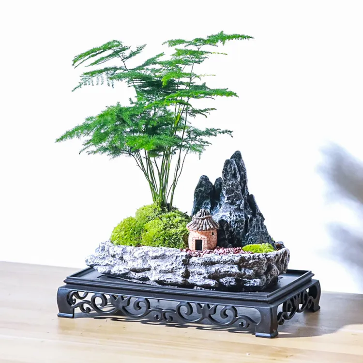 文竹组合盆栽小清新竹子室内办公室禅意茶桌小清新绿植盆景微景观