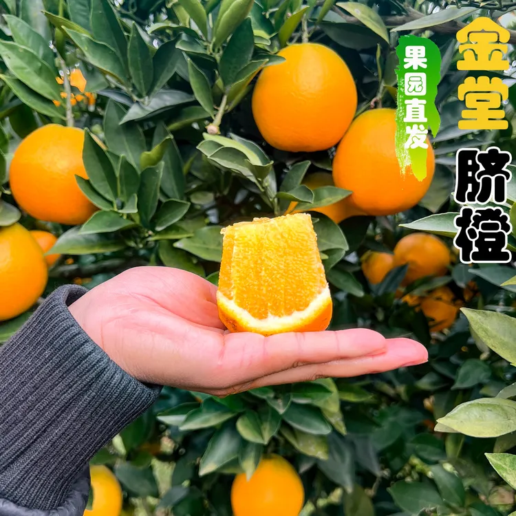 正宗四川金堂脐橙高山橙子现摘不打蜡当季新鲜橙子果园直发