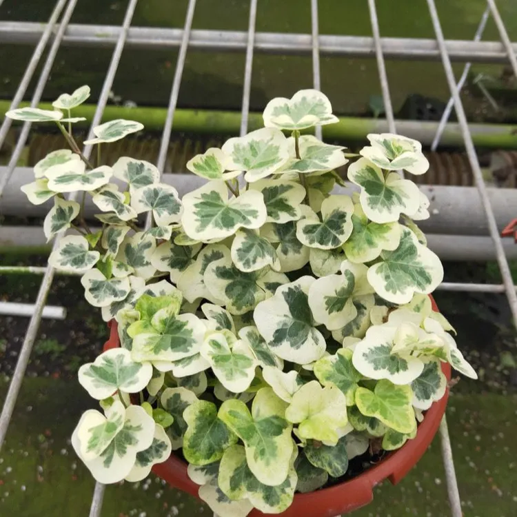 雪莹常春藤进口稀有爬藤观叶植物室内绿植净化空气雪萤含盆带土发
