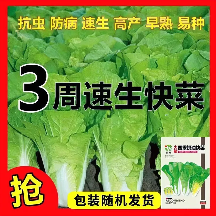 快菜种子20天四季速生耐寒耐热蔬菜种子奶油快菜籽阳台盆栽蔬菜籽