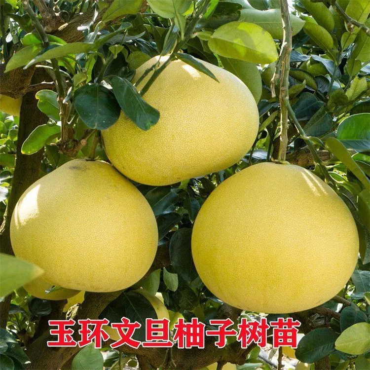 正宗玉环文旦柚子苗嫁接柑橘苗文旦柚子树苗庭院盆栽果树苗包成活