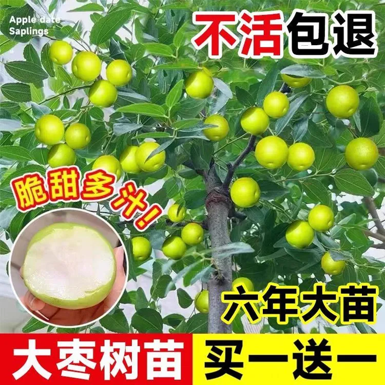 嫁接枣树苗特大冰糖枣冬枣苗耐寒耐旱盆栽地栽南北方种植当年结果