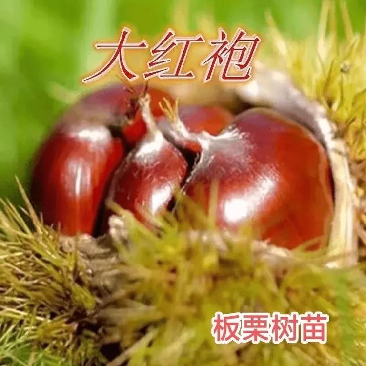 板栗苗嫁接大红袍板栗树苗水果苗栗子苗南方北方种植庭院盆栽地栽