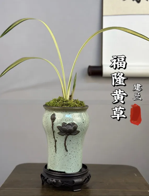 老种兰花 福隆中透艺草带陶瓷盆带底座种好发货室内盆栽好养