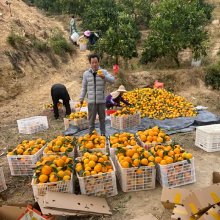 江西赣州安远县赣南脐橙安远脐橙带叶果产地新鲜现摘现发带箱10斤