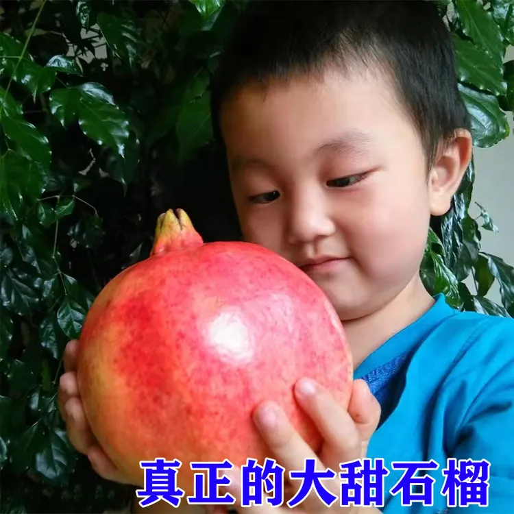 3颗石榴树树苗突尼斯软籽盆栽地栽带土庭院特大无籽甜石榴树果树