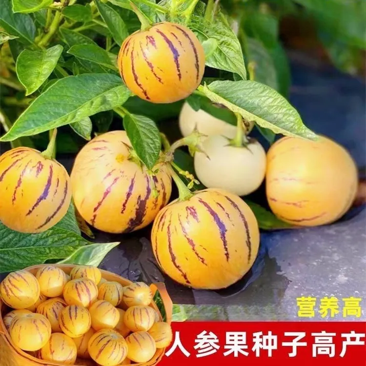 人参果种子多年生水果种子四季播种人生果树种子庭院盆栽种子