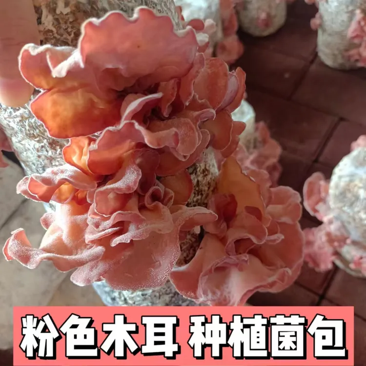 粉色木耳菌包家庭种植粉木耳小仙女阳台种植蘑菇菌包营养健康美味