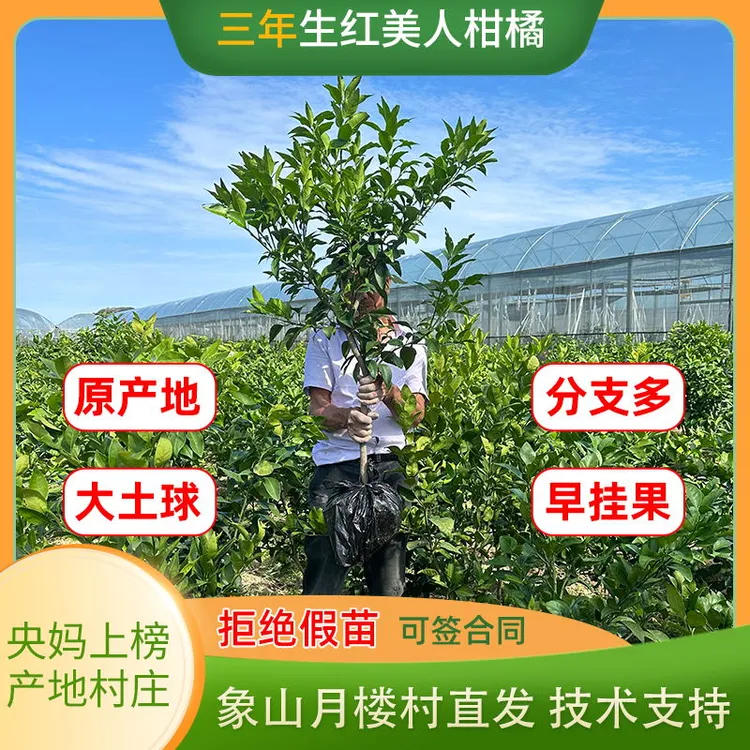 正宗象山红美人柑橘树苗盆栽爱媛28黄美人桔子嫁接枝条原产地直发